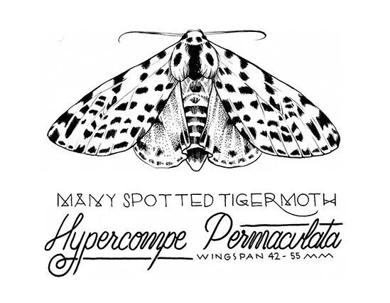 Moth1.jpg