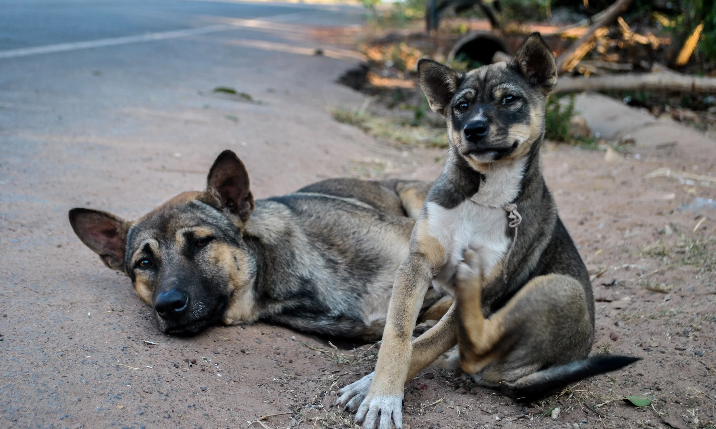 india (1 of 1)-47.jpg