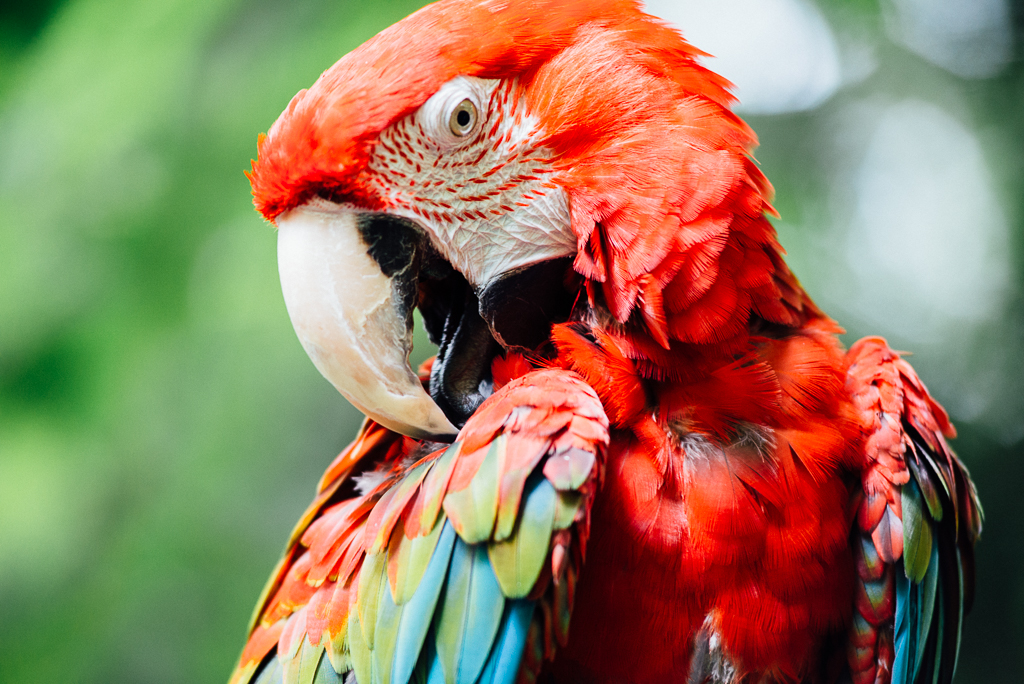 Parrot Mountain and Gardens in Pigeon Forge, Tennessee.