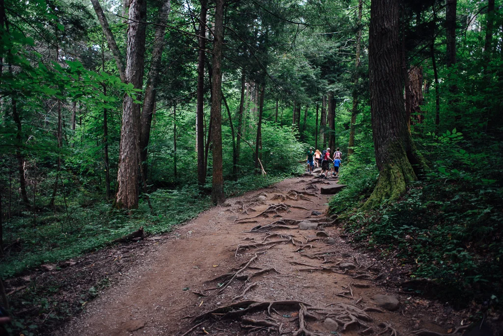 Veins of the Trillium Gap Trail in Gatlinburg, Tennessee. 