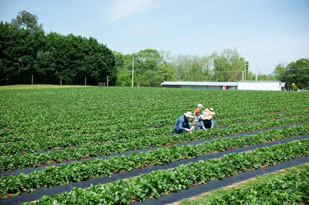 A family picks strawberries at Adam's Farm on Highway 54 in Fayetteville, Georgia.