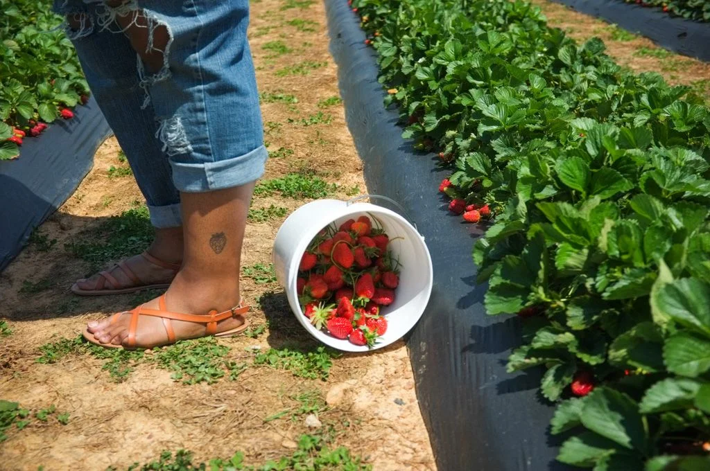 Candra's strawberry tattoo. "I always got strawberry cakes for my birthday every year," Candra said. It was her third tattoo and something familiar. She said she has "strawberry legs," meaning her pores, similar to seeds, are visible.