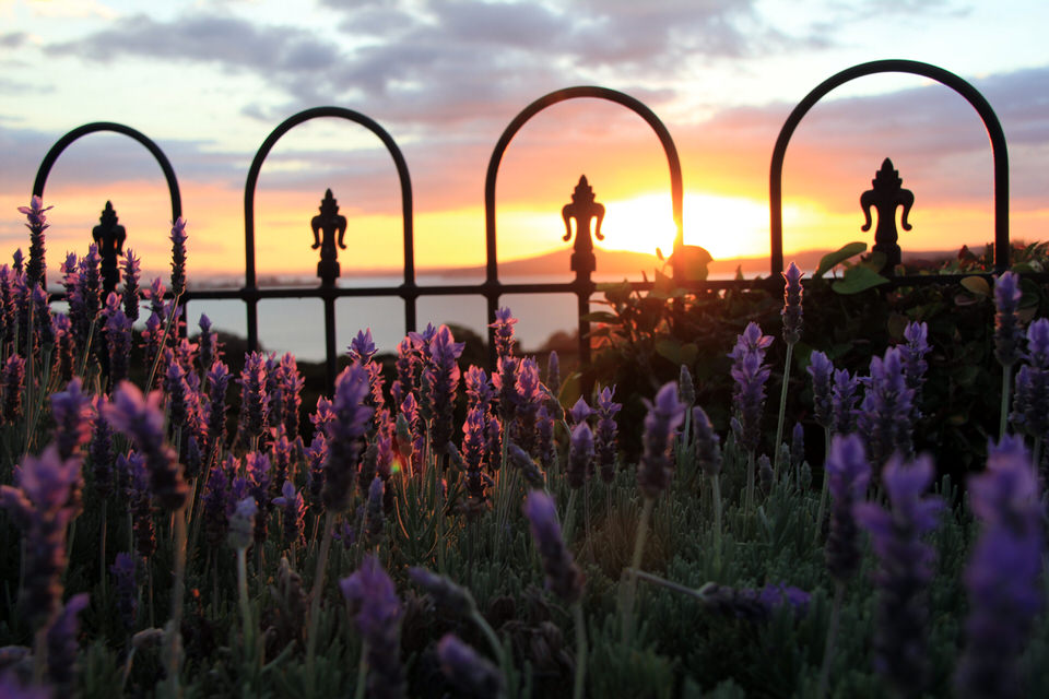 flowerssunset.jpg