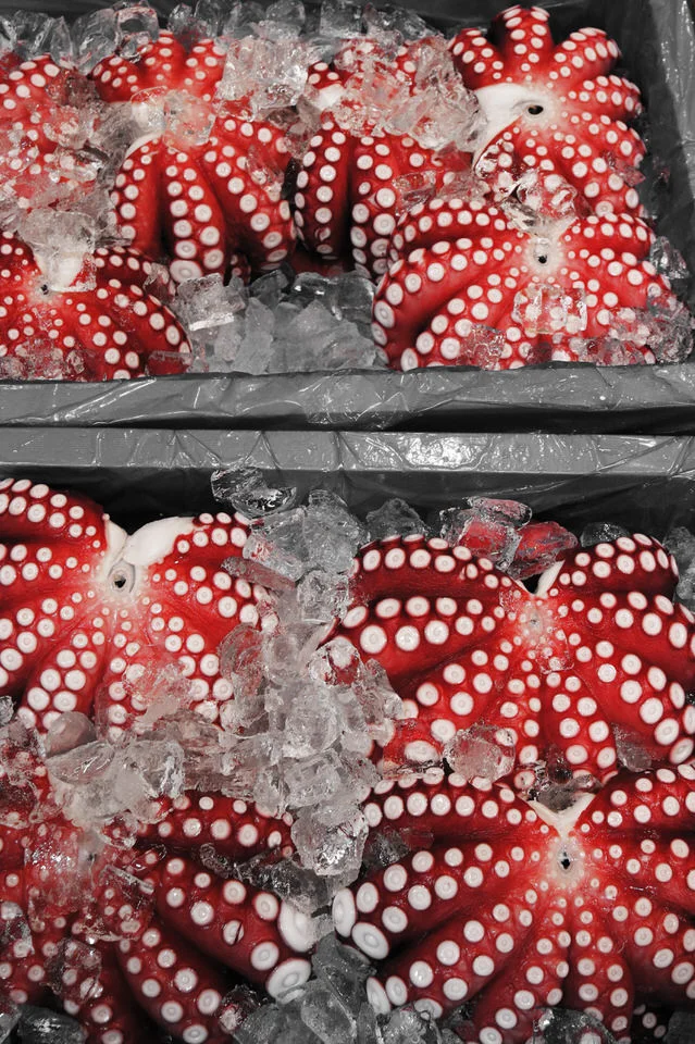 octopus.jpg