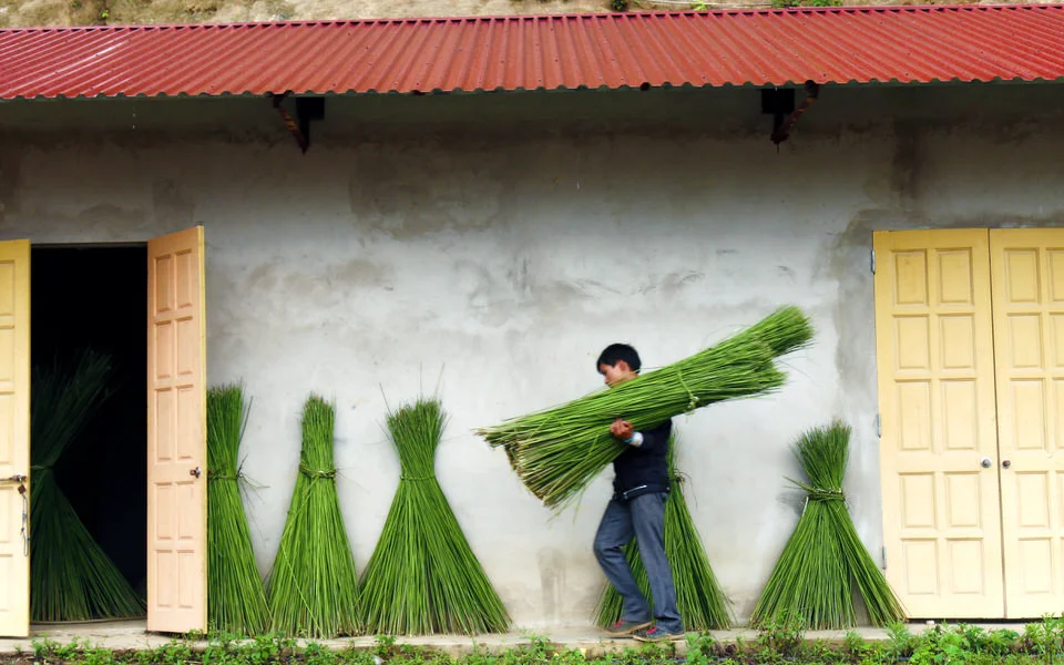 hay.jpg