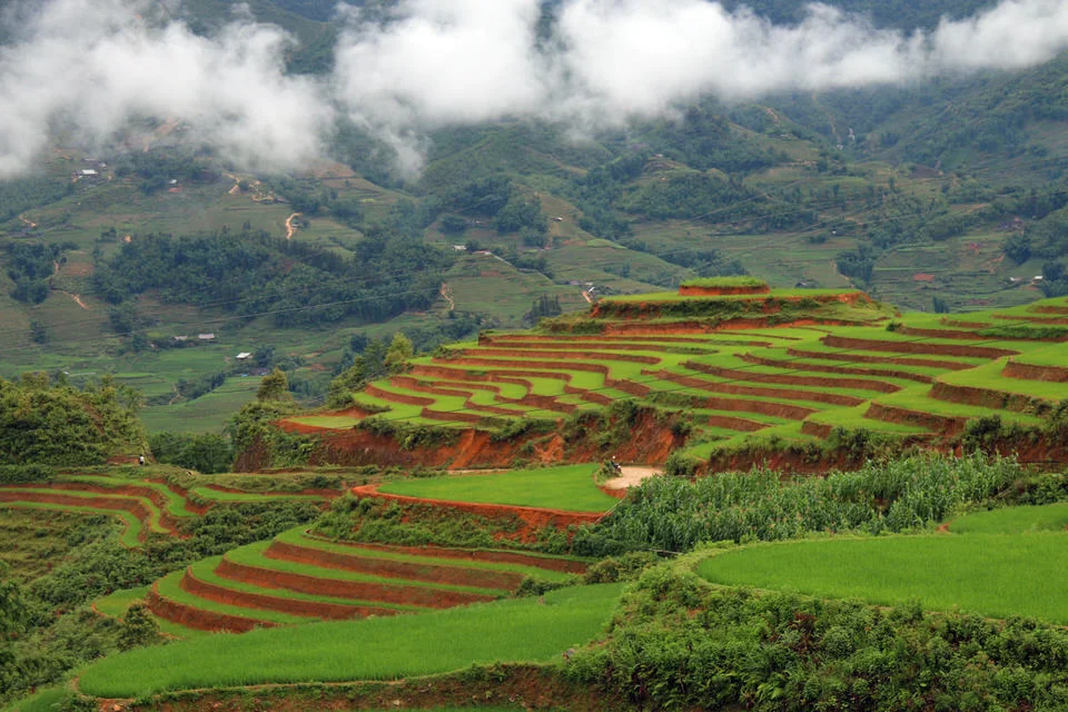 ricefields.jpg