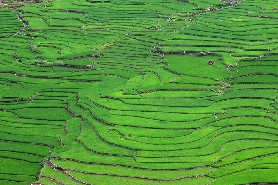 fields-1.jpg