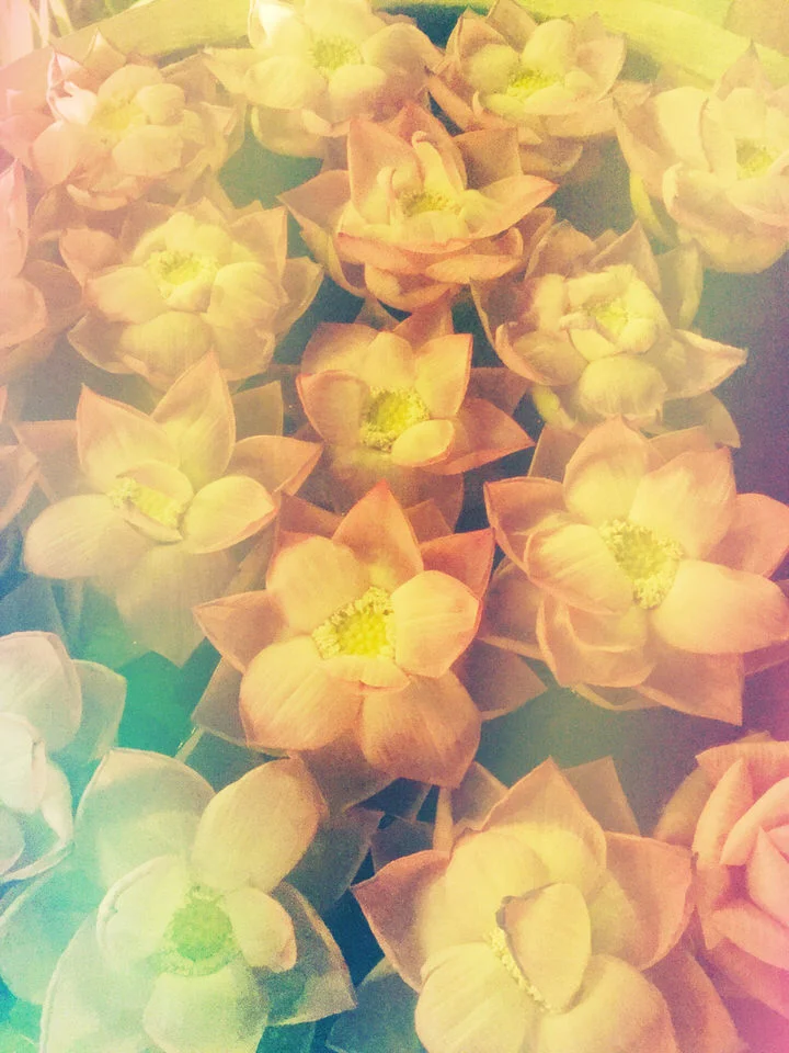 flowers.jpg