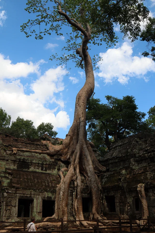 tree.jpg