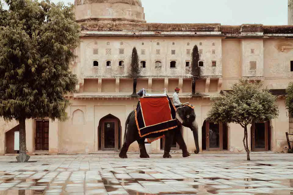 elephant2.jpg
