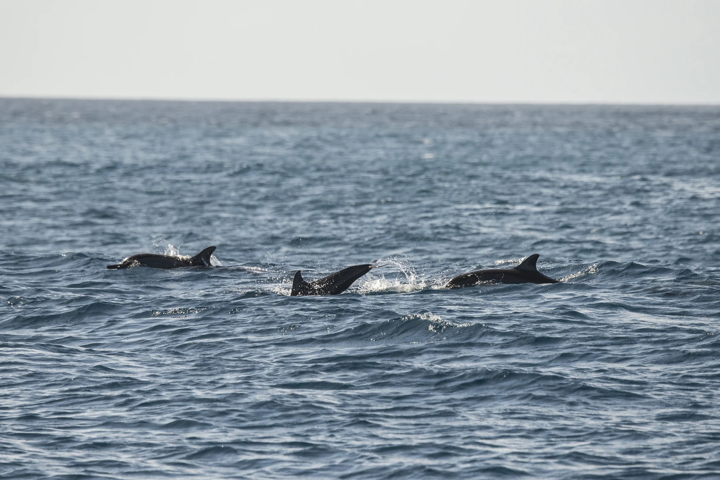 maldives-joli-MDAA38342.jpg
