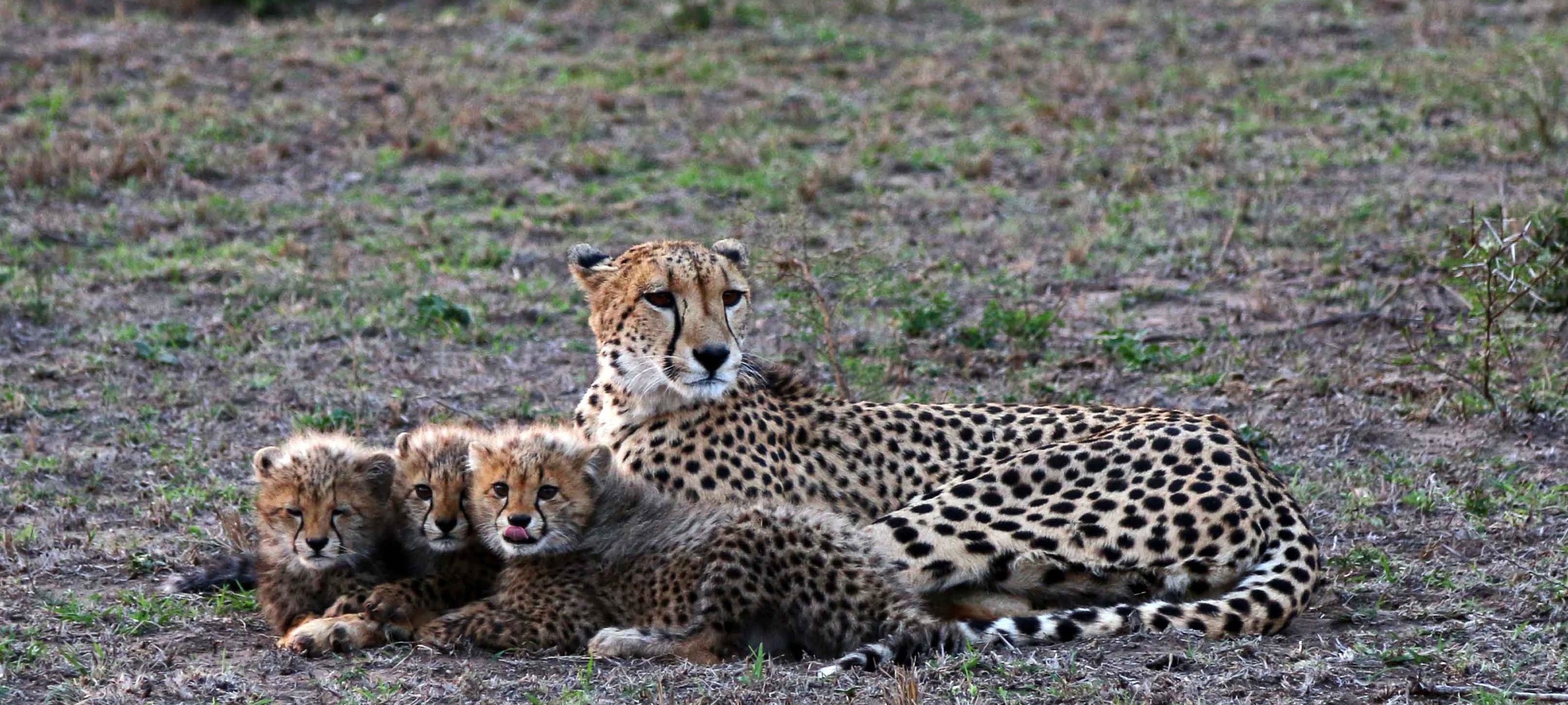 cheetah.jpg