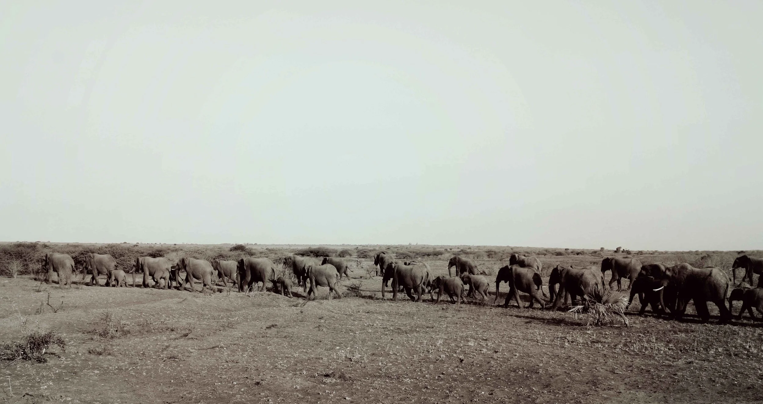 elephants2.jpg