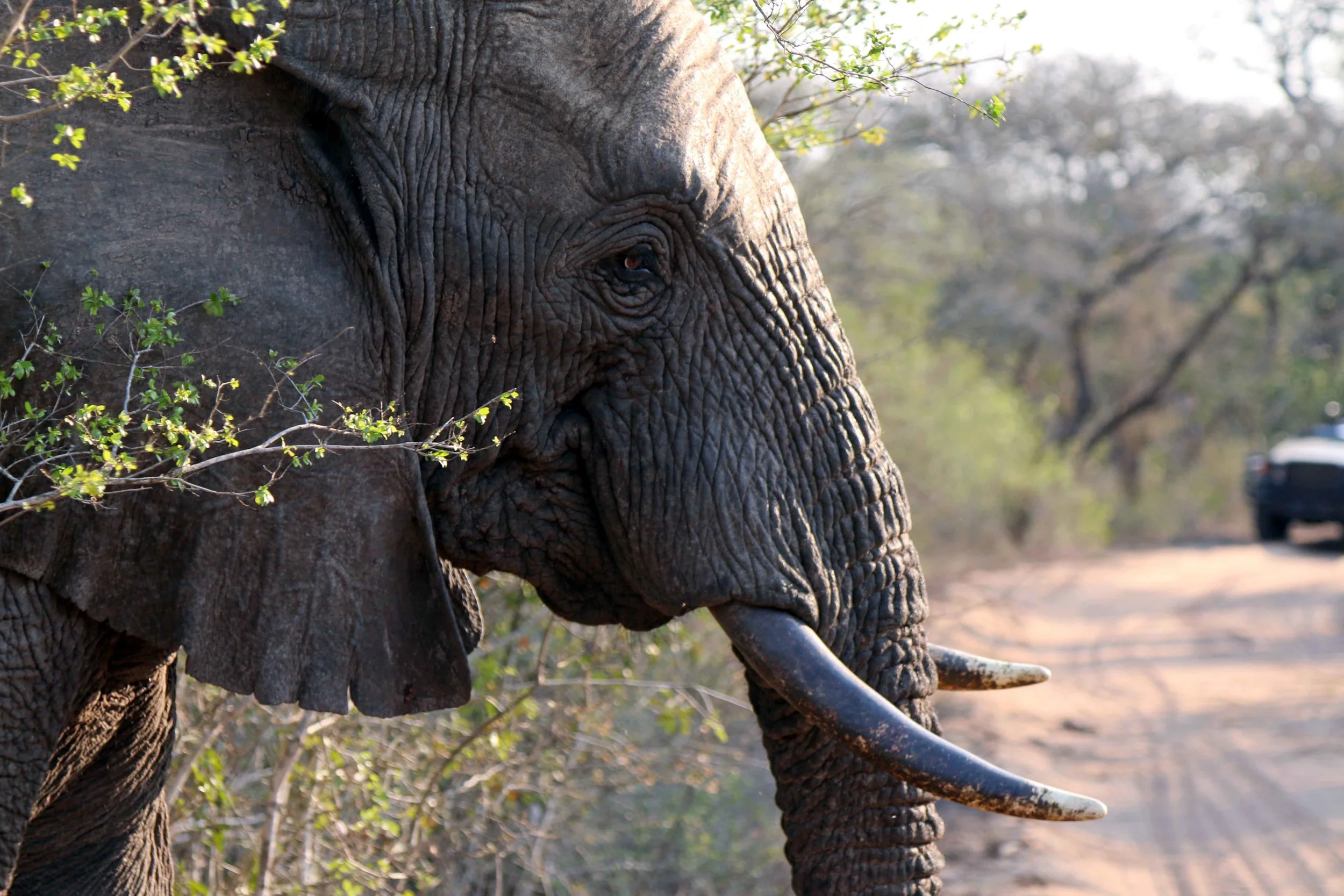 elephant2.jpg