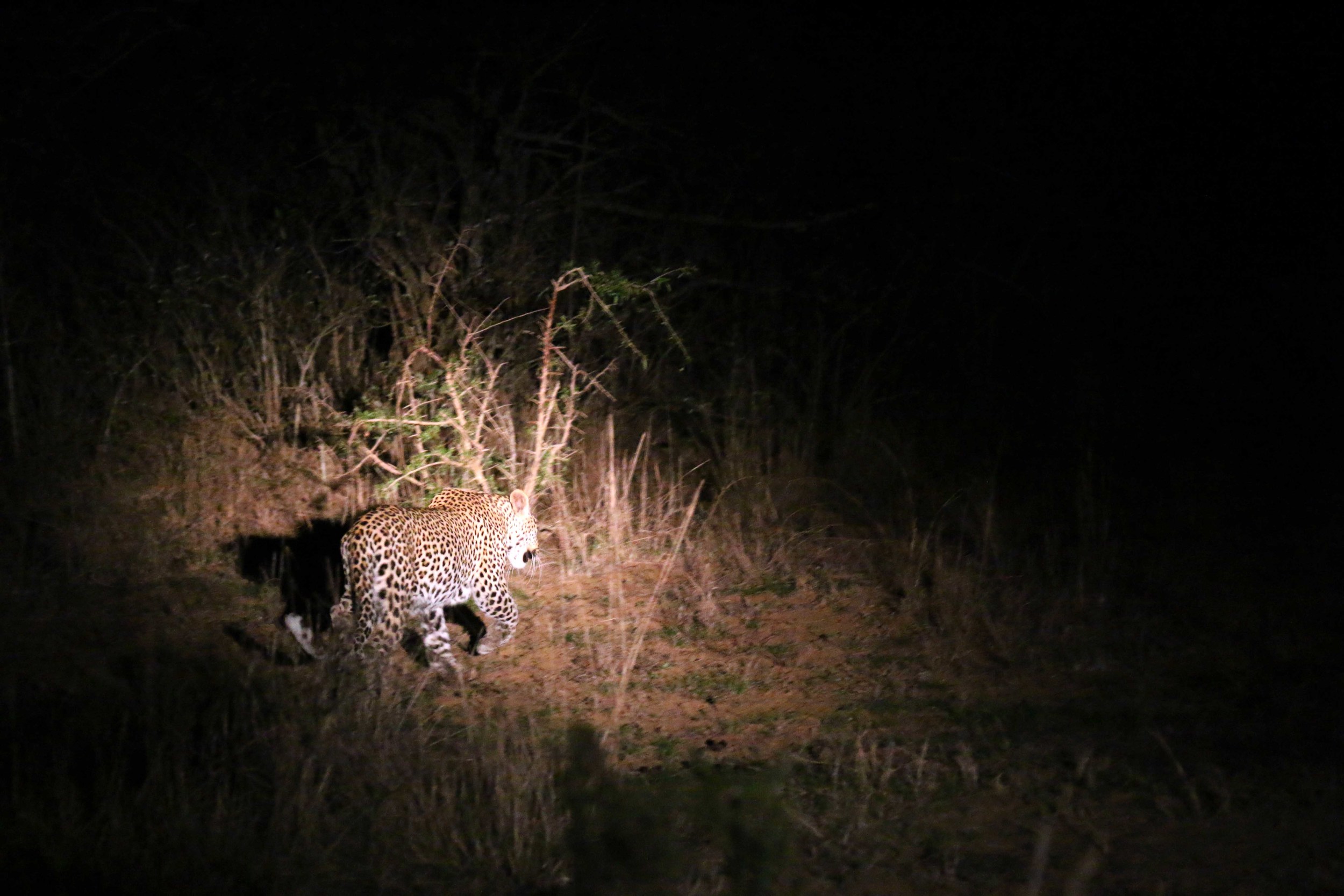 leopard.jpg