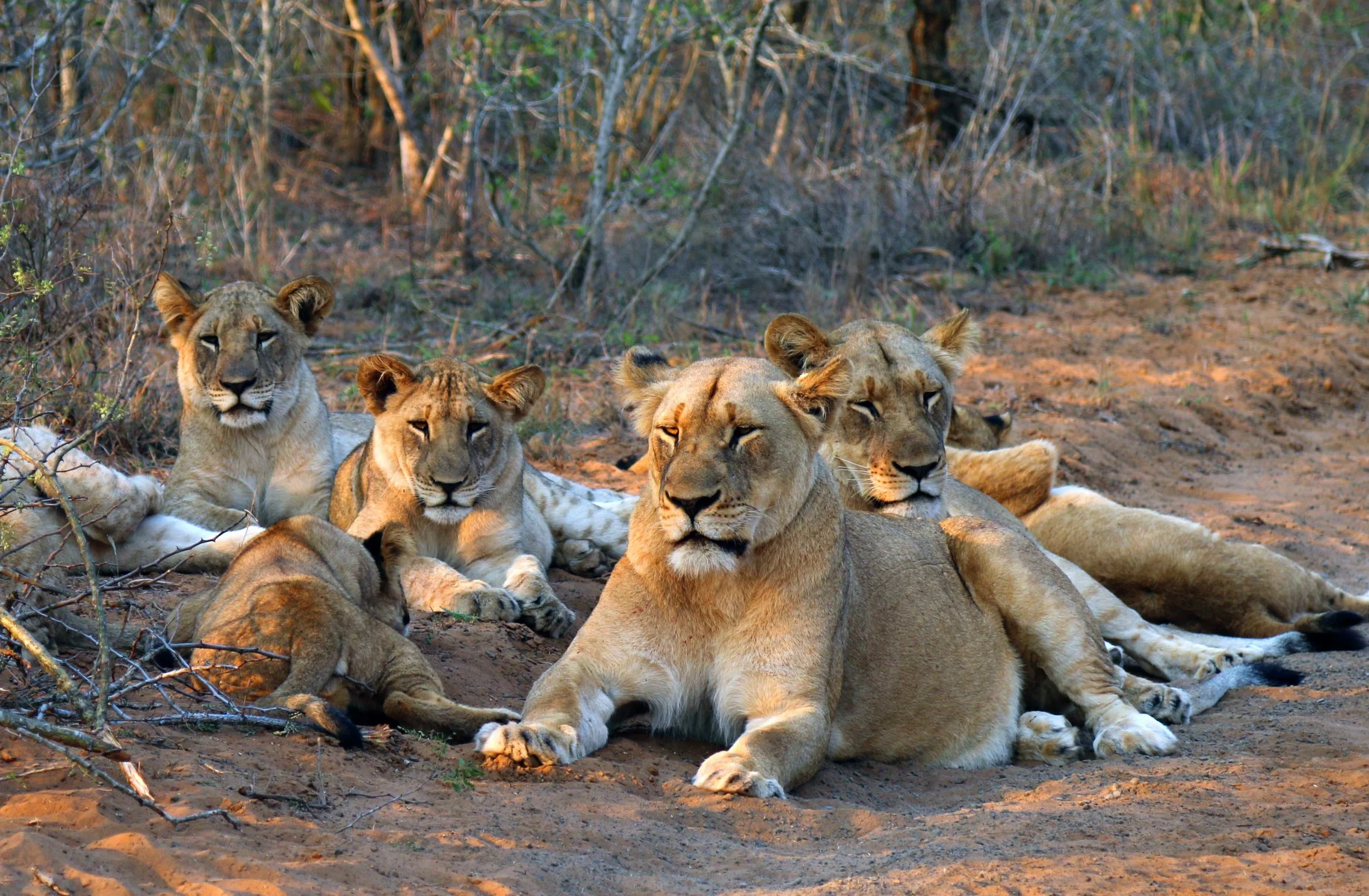 lions.jpg