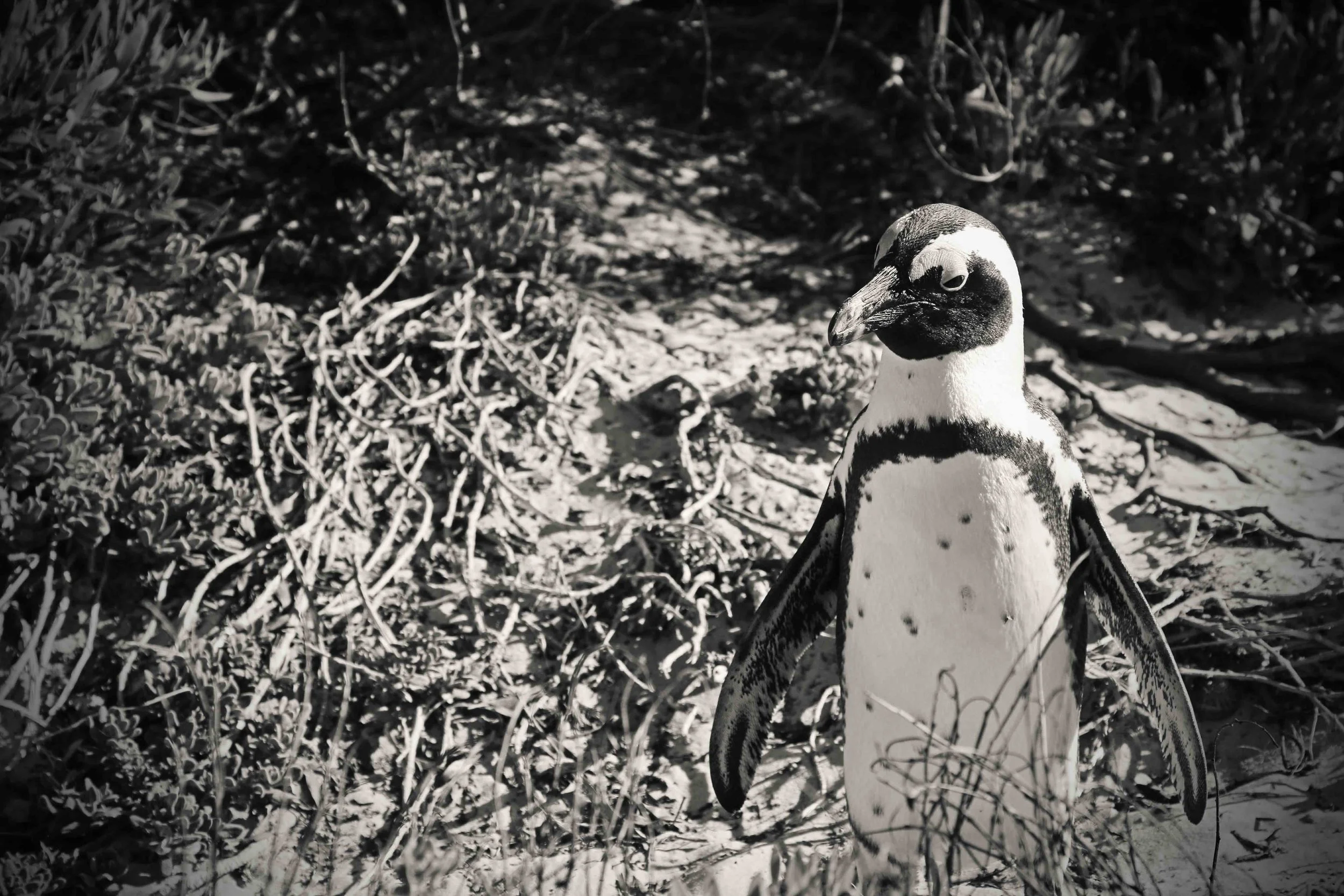 penguin.jpg