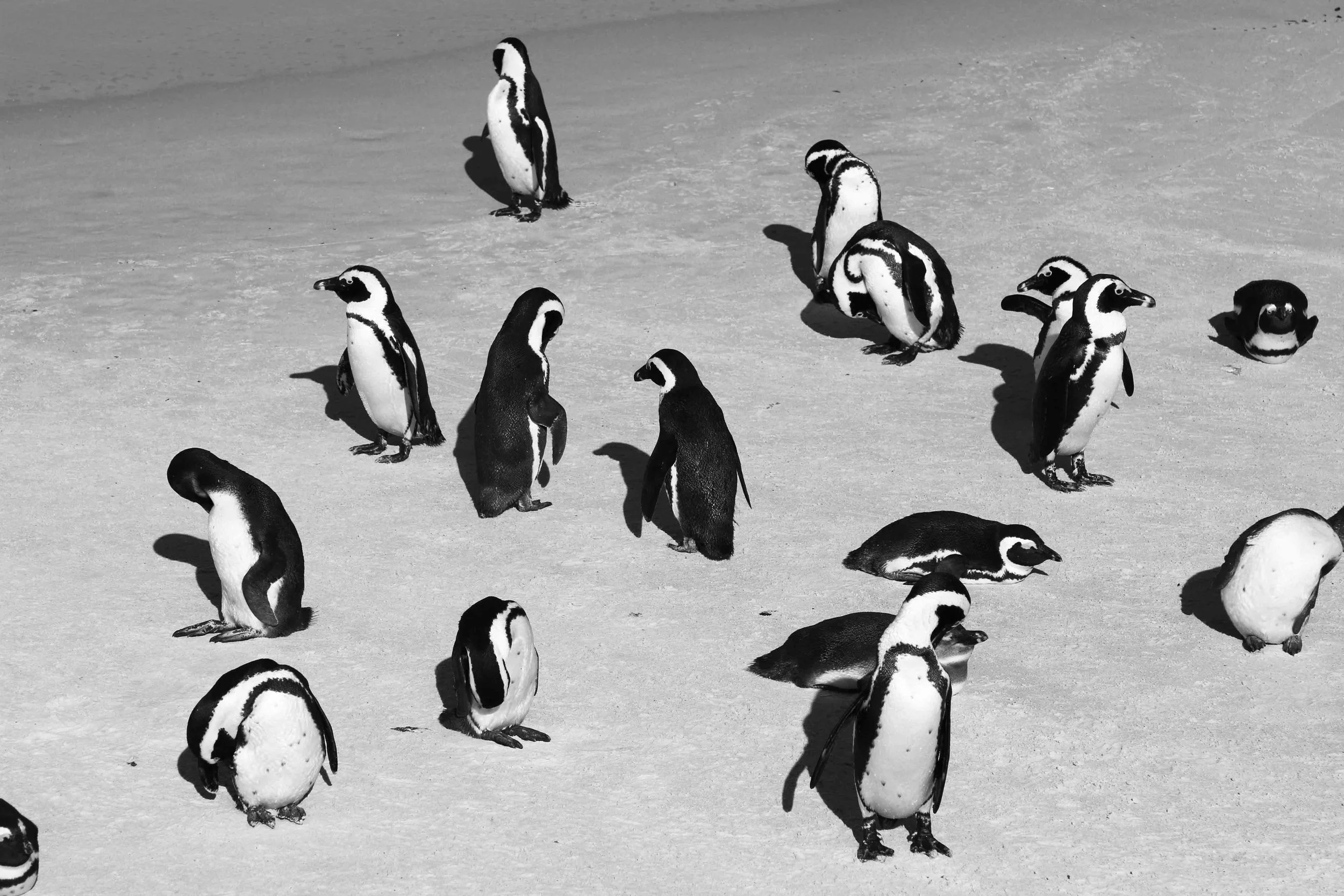 penguins2.jpg