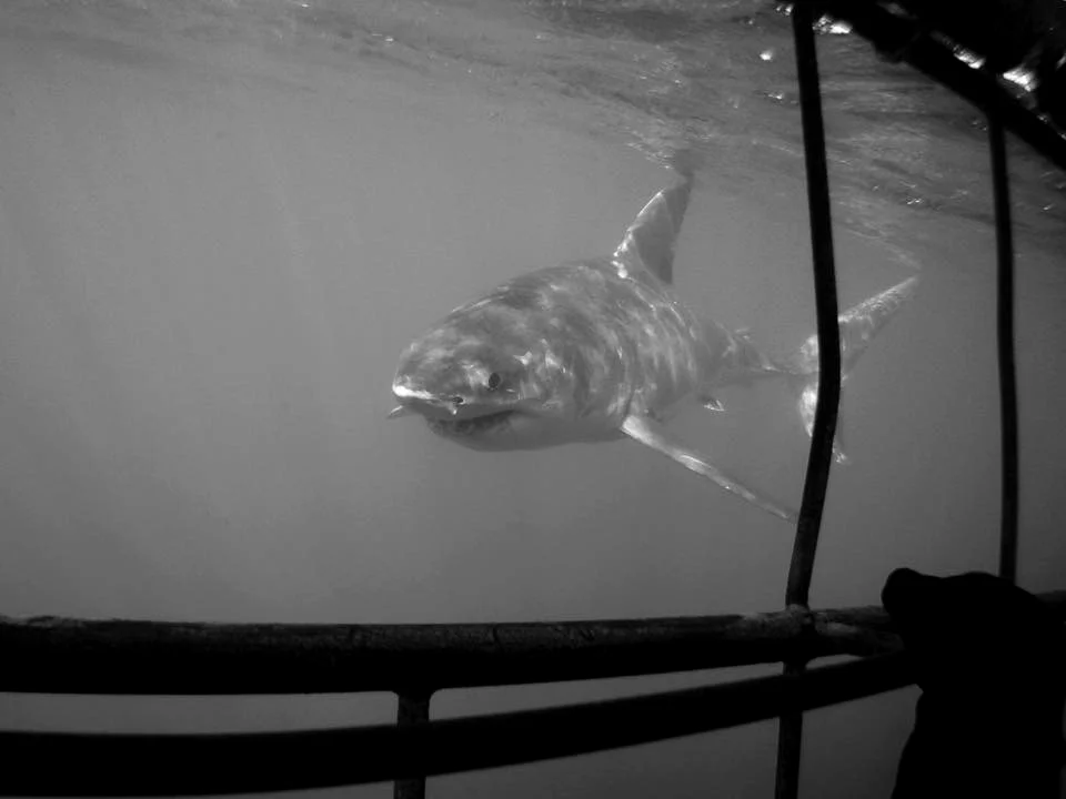 shark.jpg