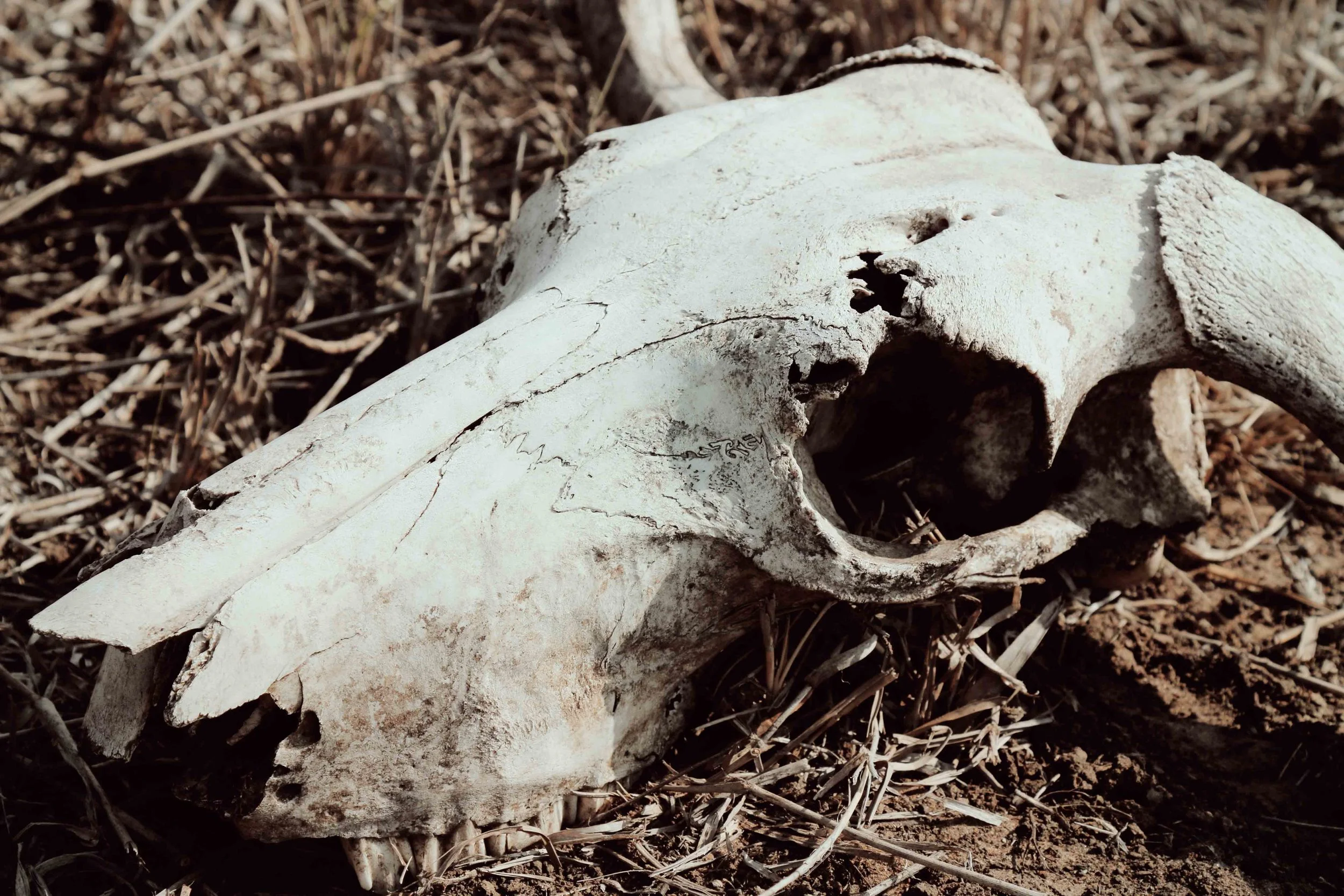 skull.jpg