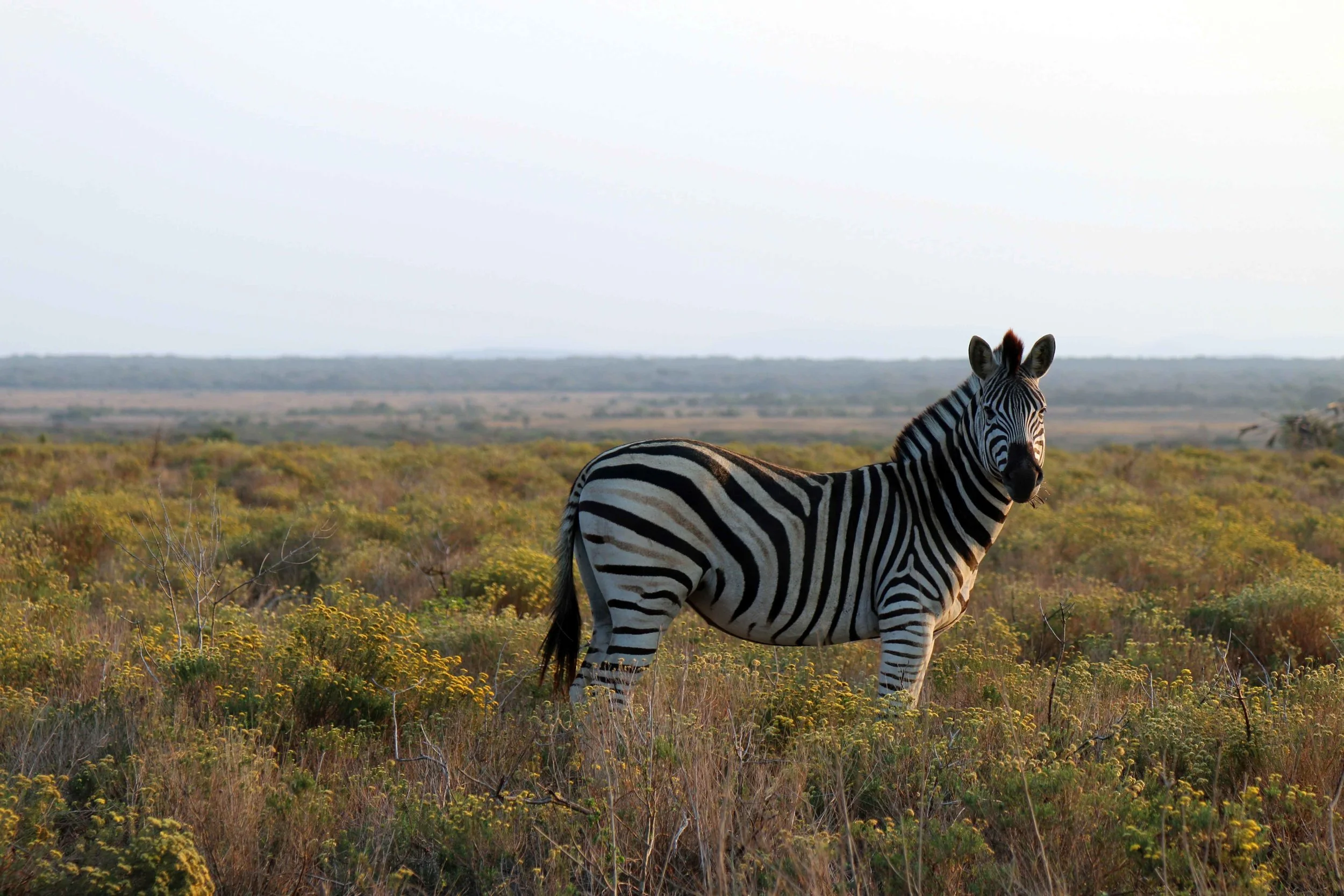 zebra.jpg