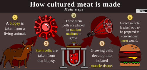 CultMeatProdEN.svg_.png