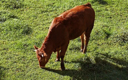 RedHeiferGrazing Pixabay.jpg
