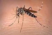 asian-tiger-mosquito.jpg