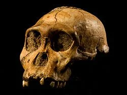 Australopithecus_sediba Brett Eloff.jpg