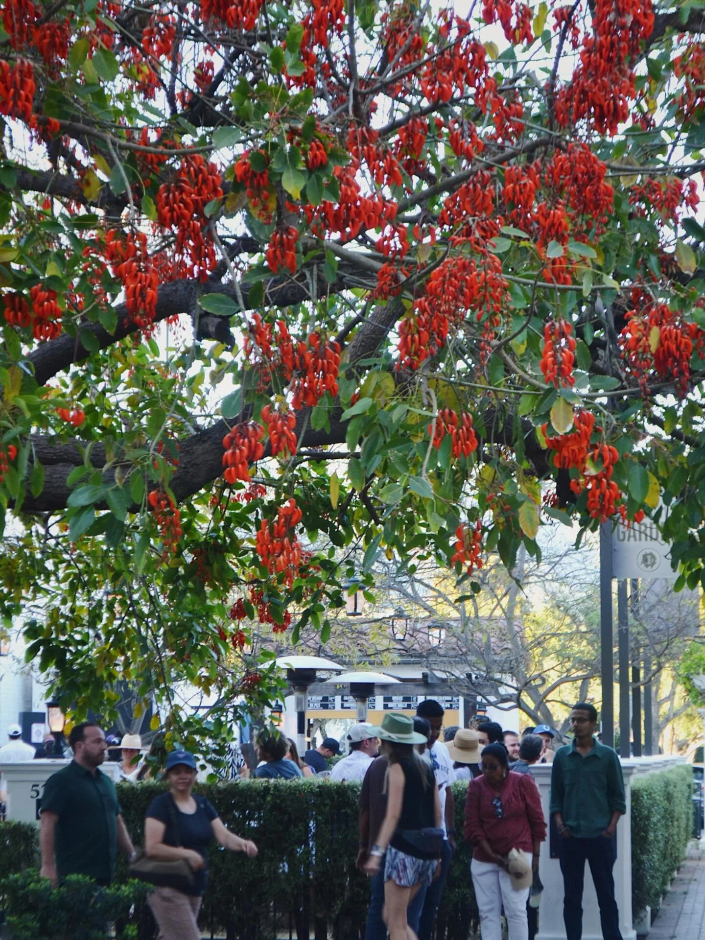 Our coral tree is in full bloom out front and stealing the show 🌶️🦞 come post up on the patio for happy hour (3-6pm) or Trivia (at 7pm) and enjoy it with a beer 🍻

#InstitutionAleCoSb #StateStreet