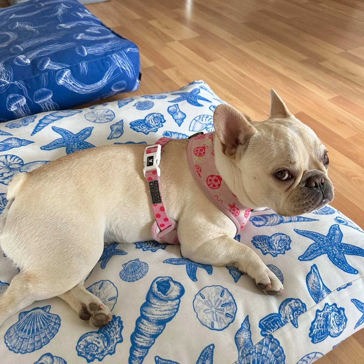 Side eye 👀 because Society6 is discontinuing one of my favorite products. I’ve had these 2 outdoor floor cushions, one in my seashell print and 1 in my jellyfish print, for over 5 years and they are the best! I use them inside and outside and