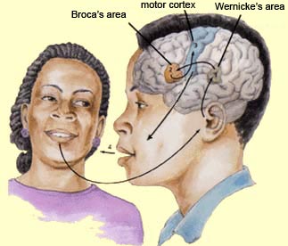 Illustration: Traditional notions of speech perception