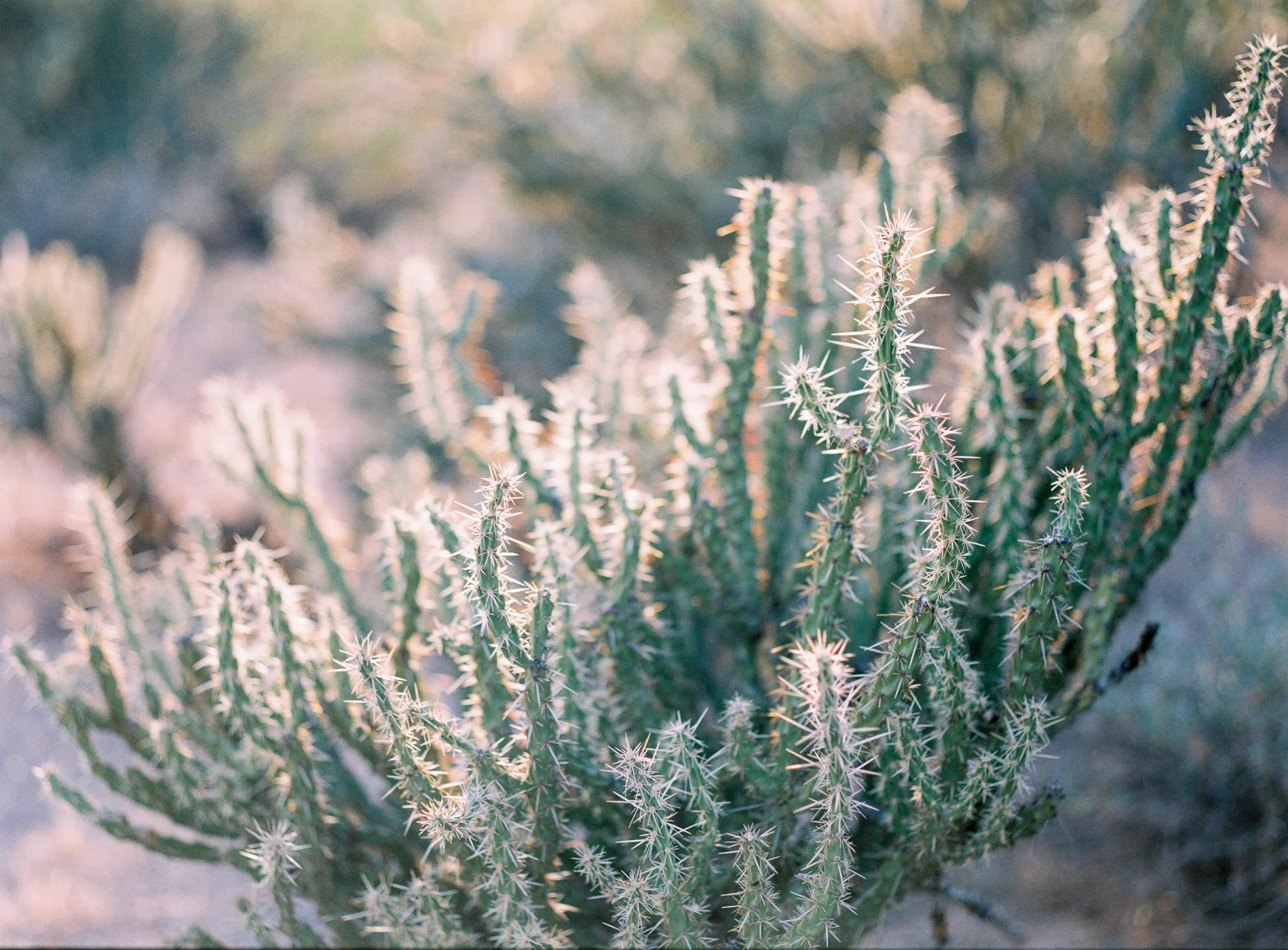 Leaf & Pine - Styled- Shoot- 2017-01.jpg