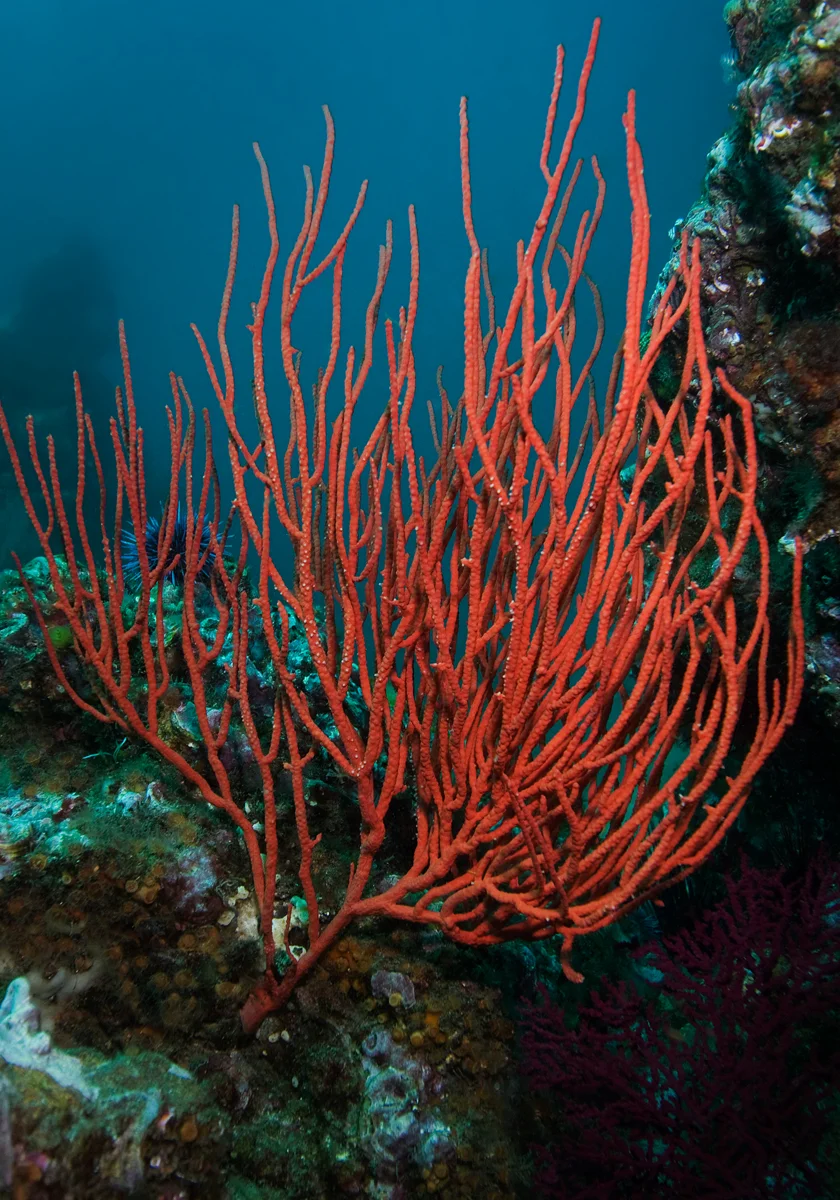 Red_Plant.jpg