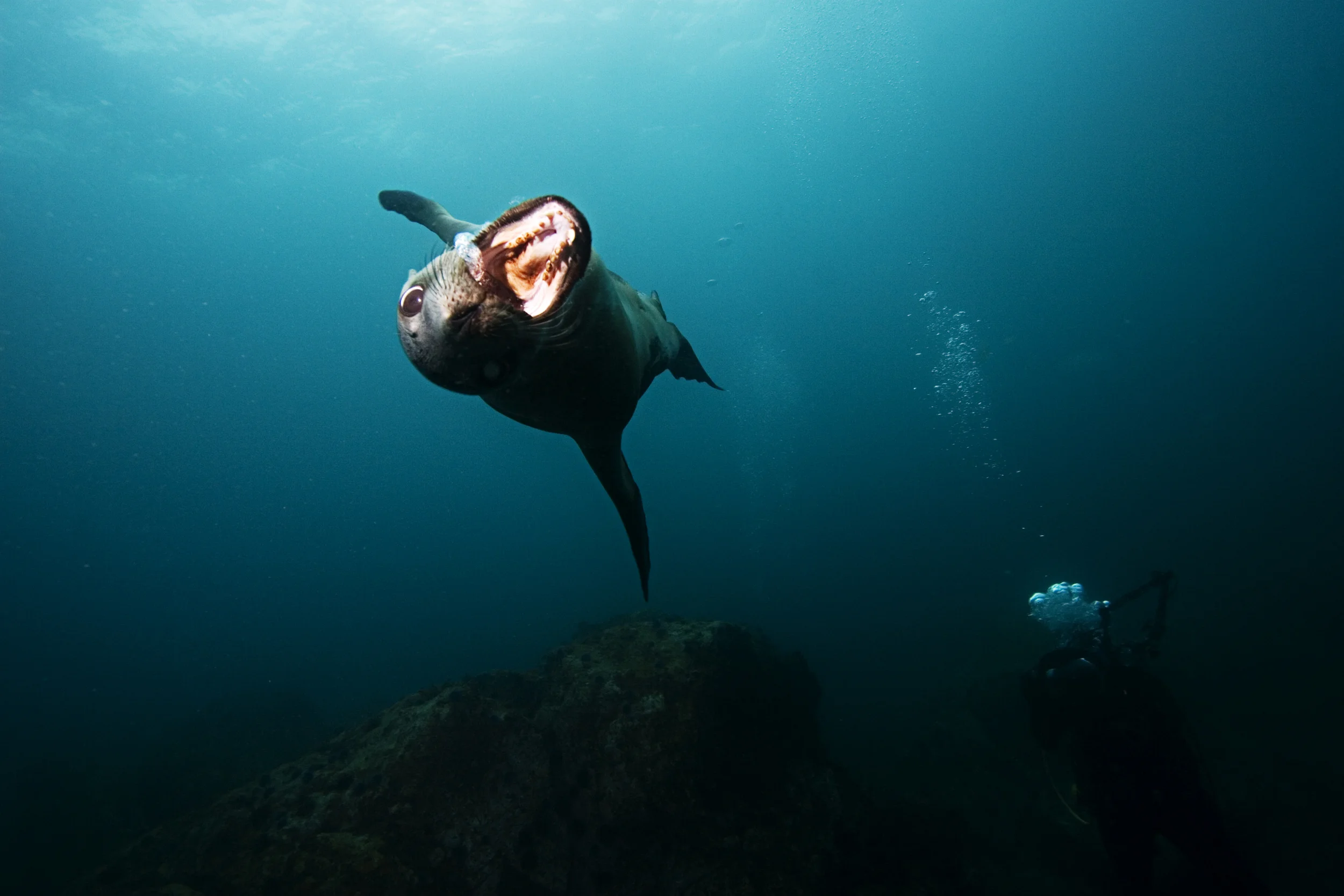 sealionmouth.jpg