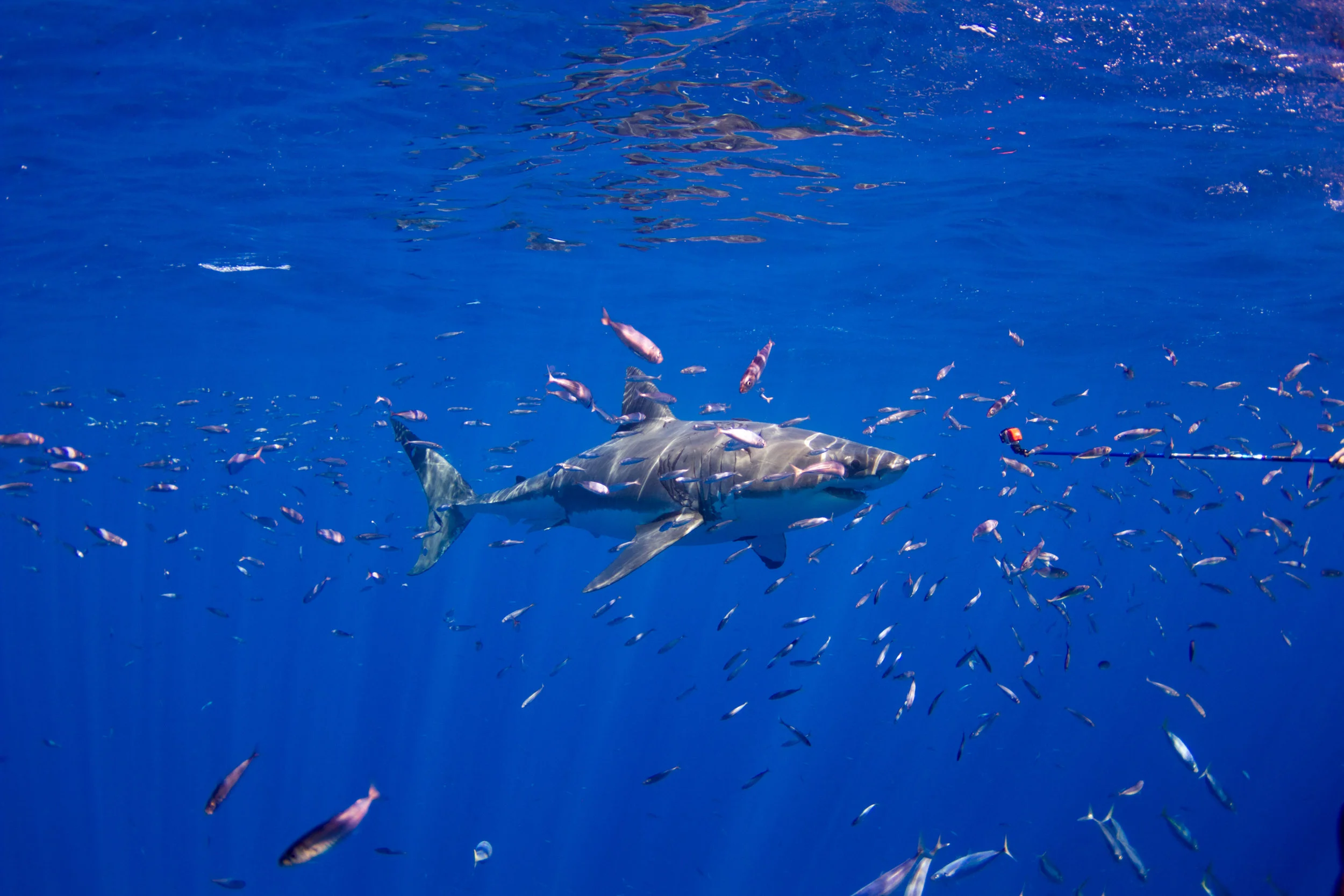 Sharks-3.jpg