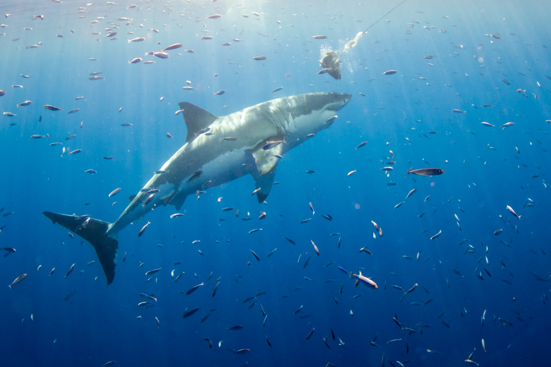 Sharks-5.jpg