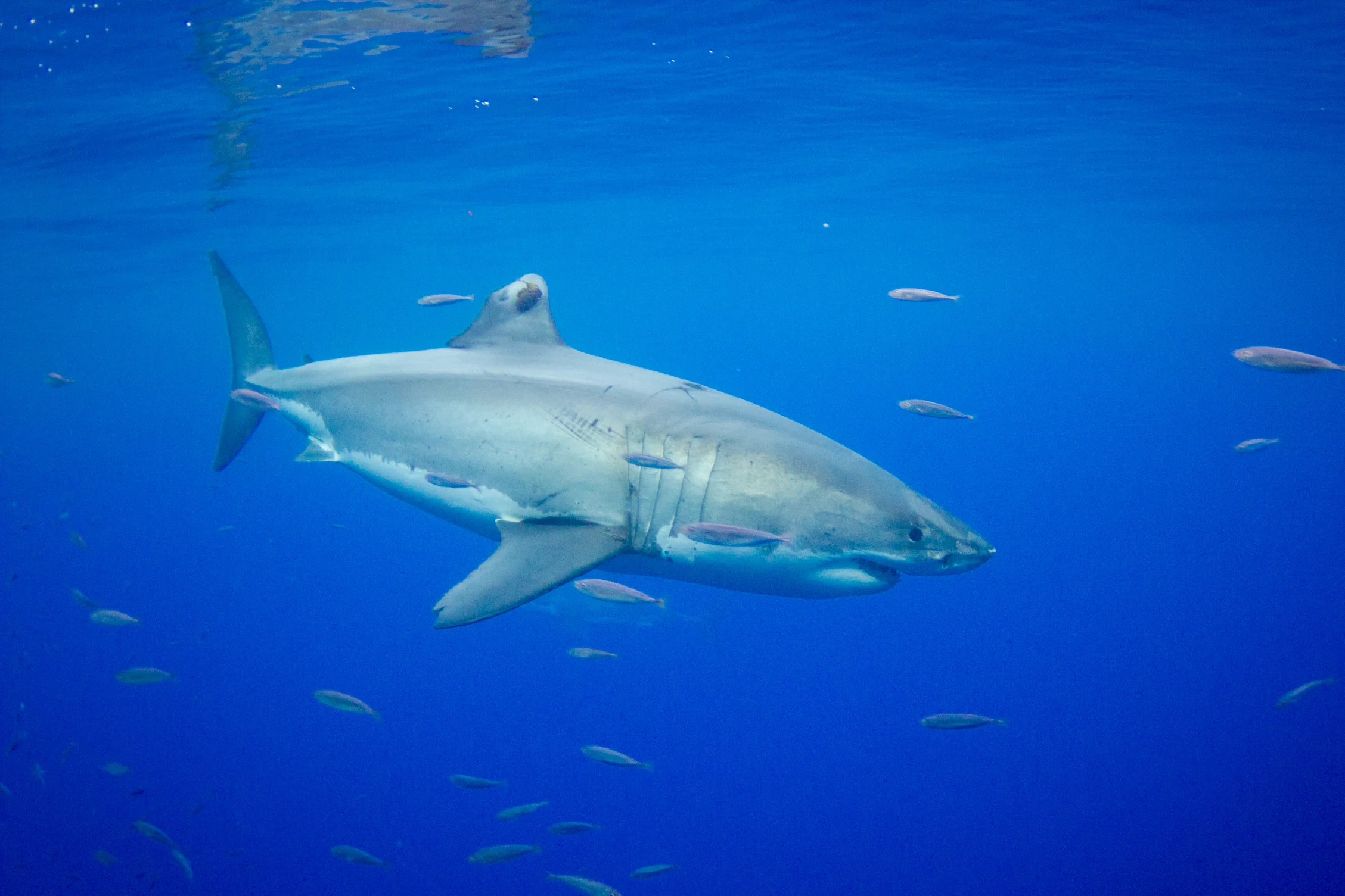 Sharks-8.jpg