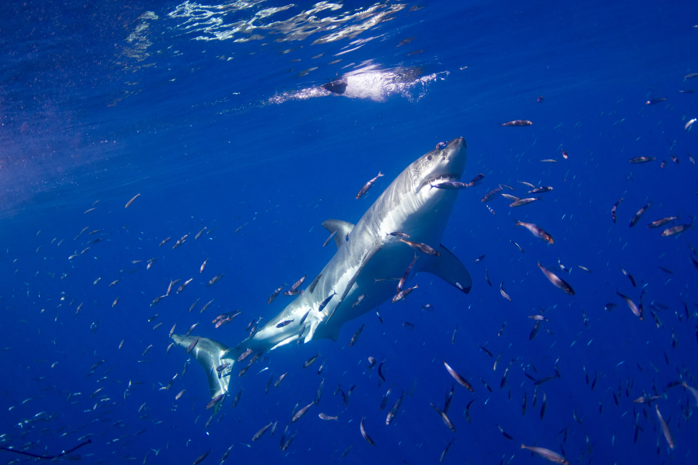 Sharks-11.jpg