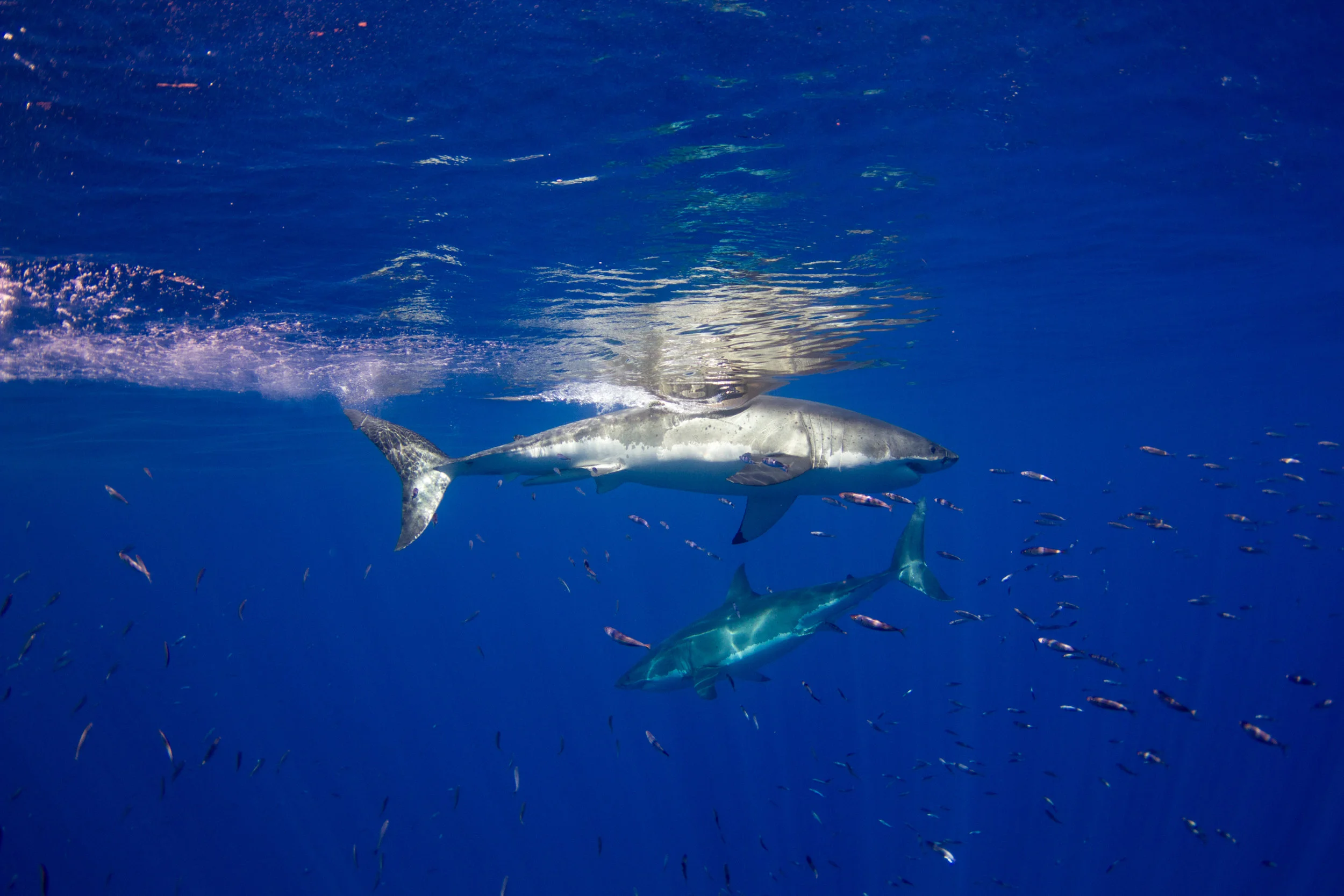 Sharks-15.jpg