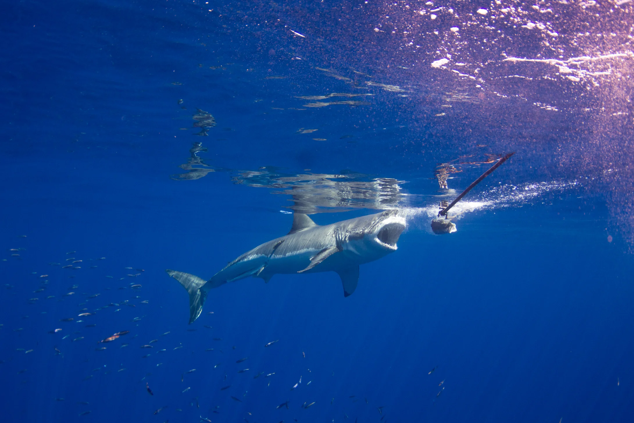 Sharks-16.jpg