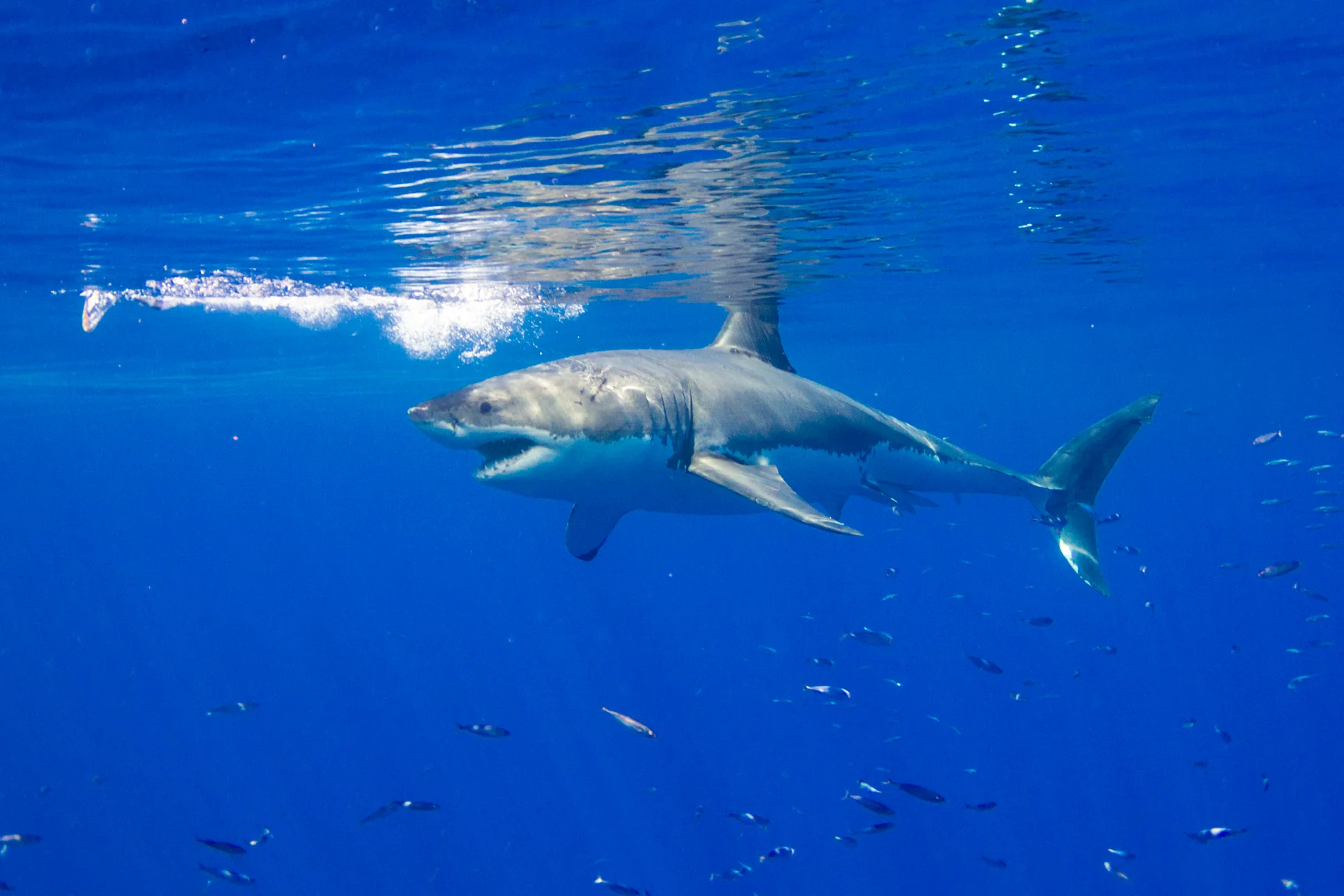 Sharks-19.jpg