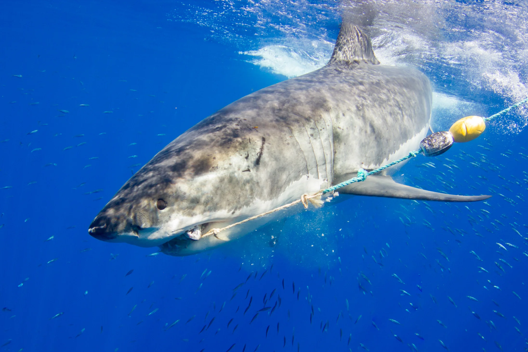 Sharks-21.jpg