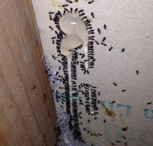 Black house ants feeding on ant gel bait