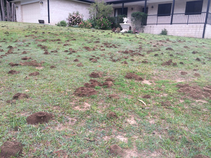A lawn ruined by Funnel ants