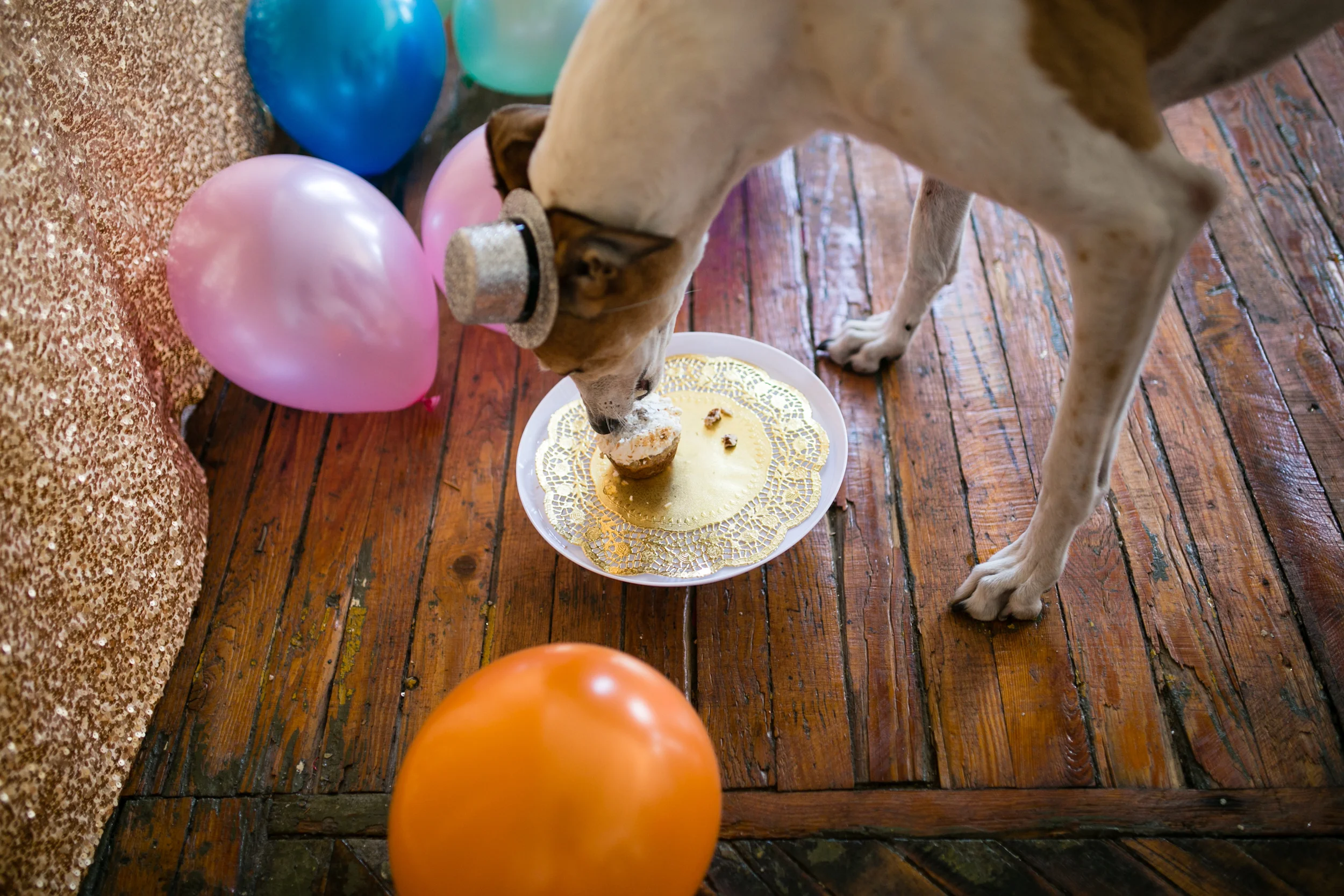 Barkday cakes_032.jpg