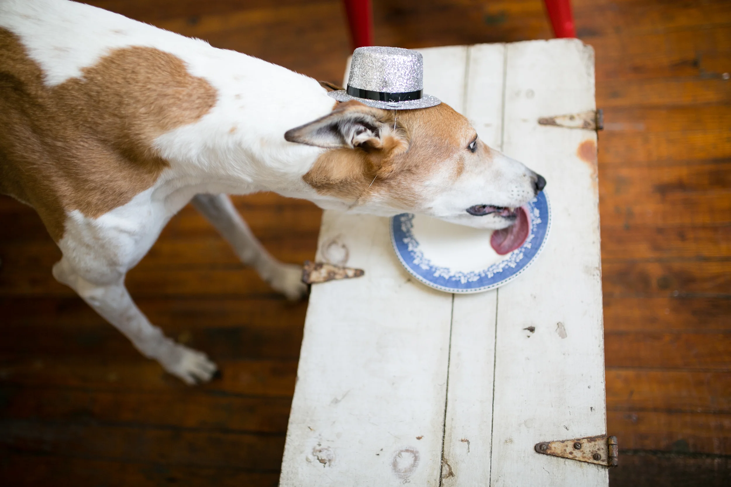 Barkday cakes_036.jpg