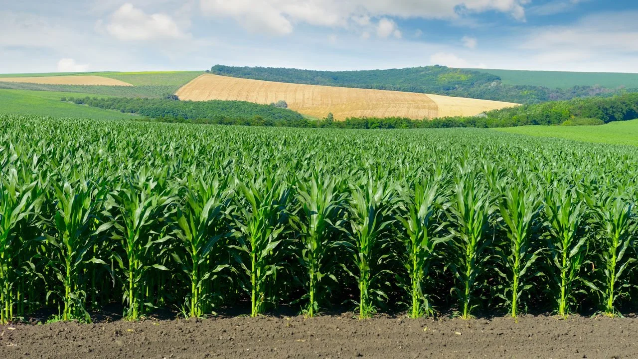 corn-field.jpg