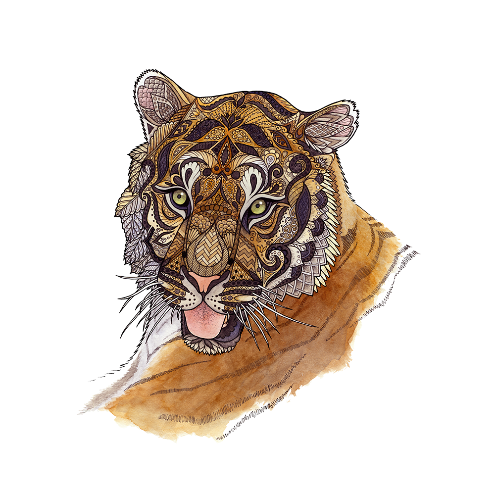 The adult male tiger can: weigh over 600 pounds, have fangs three inches long, pretty much feel free to stick out his tongue at whomever he likes. Pen and watercolor on Bristol board. Original available for sale - $150, 9" x 12" Shop prints and products on Society6 and Redbubble