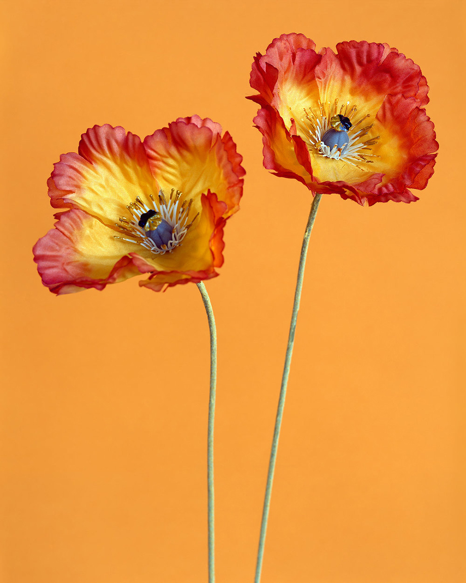    Poppies 2  (from  Botanicals  series),  &nbsp;  2014  . 40  &nbsp;x 32  &nbsp;inches. Pigment print.  